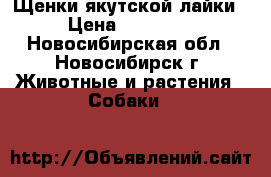 Щенки якутской лайки › Цена ­ 15 000 - Новосибирская обл., Новосибирск г. Животные и растения » Собаки   